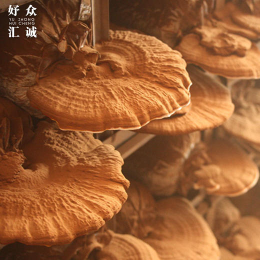 活的有机富硒鲜灵芝-鲜芝王 新鲜的活灵芝 商品图2