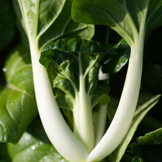 深绿色小青菜(奶白菜)