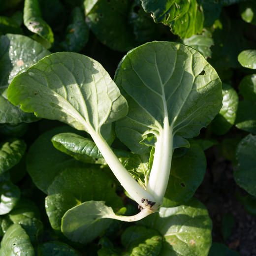 深绿色小青菜(奶白菜)