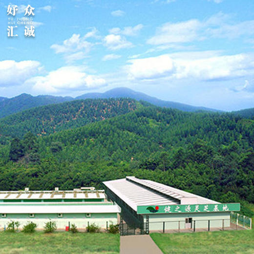 活的有机富硒鲜灵芝-鲜芝王 新鲜的活灵芝 商品图4