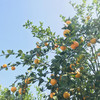 【武皇都爱】皇帝柑 御品贡品 爽脆化渣丹霞山脚下 长在树上的“爆汁橙” 商品缩略图6