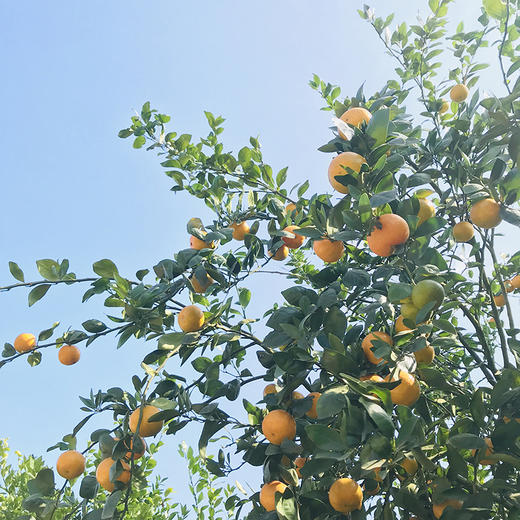 【武皇都爱】皇帝柑 御品贡品 爽脆化渣丹霞山脚下 长在树上的“爆汁橙” 商品图6