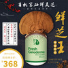 活的有机富硒鲜灵芝-鲜芝王 新鲜的活灵芝 商品缩略图0