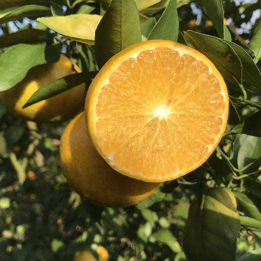 【武皇都爱】皇帝柑 御品贡品 爽脆化渣丹霞山脚下 长在树上的“爆汁橙” 商品图5