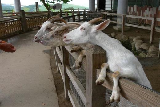 日本艺术与设计活动建筑-最佳推荐二 商品图1