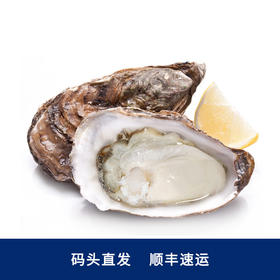 威海·乳山双龟岛鲜活超大（3-4只/斤）牡蛎5/9斤新鲜带壳海蛎子