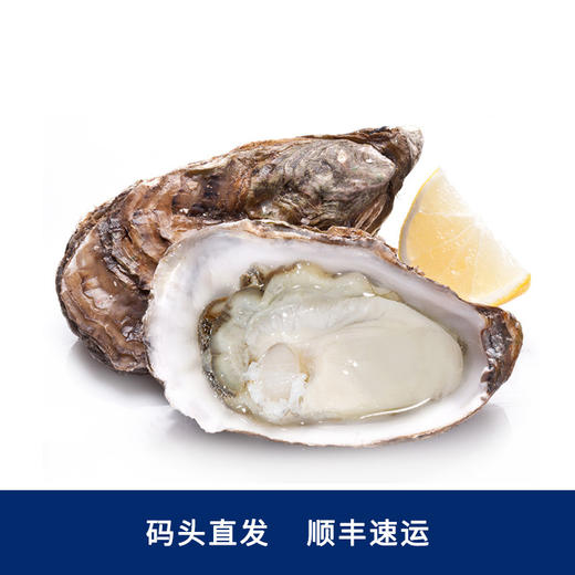 威海·乳山双龟岛鲜活超大（3-4只/斤）牡蛎5/9斤新鲜带壳海蛎子 商品图0