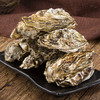 威海·乳山双龟岛鲜活超大（3-4只/斤）牡蛎5/9斤新鲜带壳海蛎子 商品缩略图2
