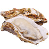 威海·乳山双龟岛鲜活超大（3-4只/斤）牡蛎5/9斤新鲜带壳海蛎子 商品缩略图5
