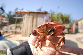 涠洲岛|博物旅行涠洲岛寒假之旅