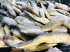 小黄花鱼    批 商品缩略图1
