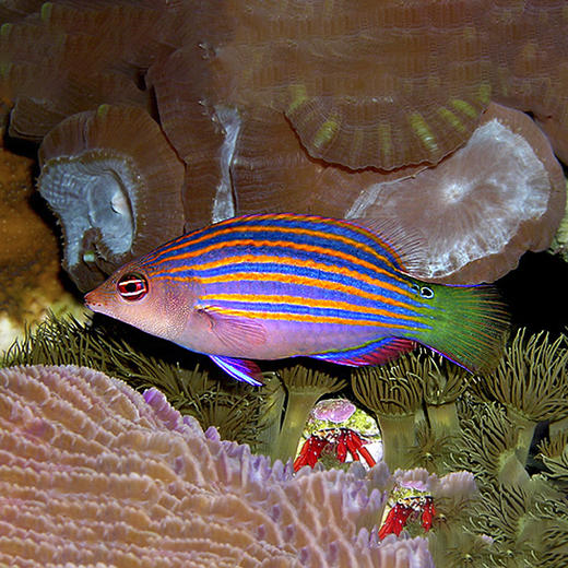 六线龙 - 那片海商城