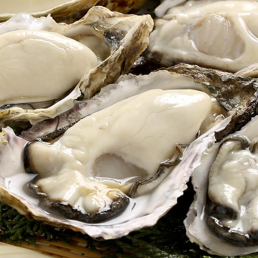威海·乳山双龟岛鲜活超大（3-4只/斤）牡蛎5/9斤新鲜带壳海蛎子 商品图4