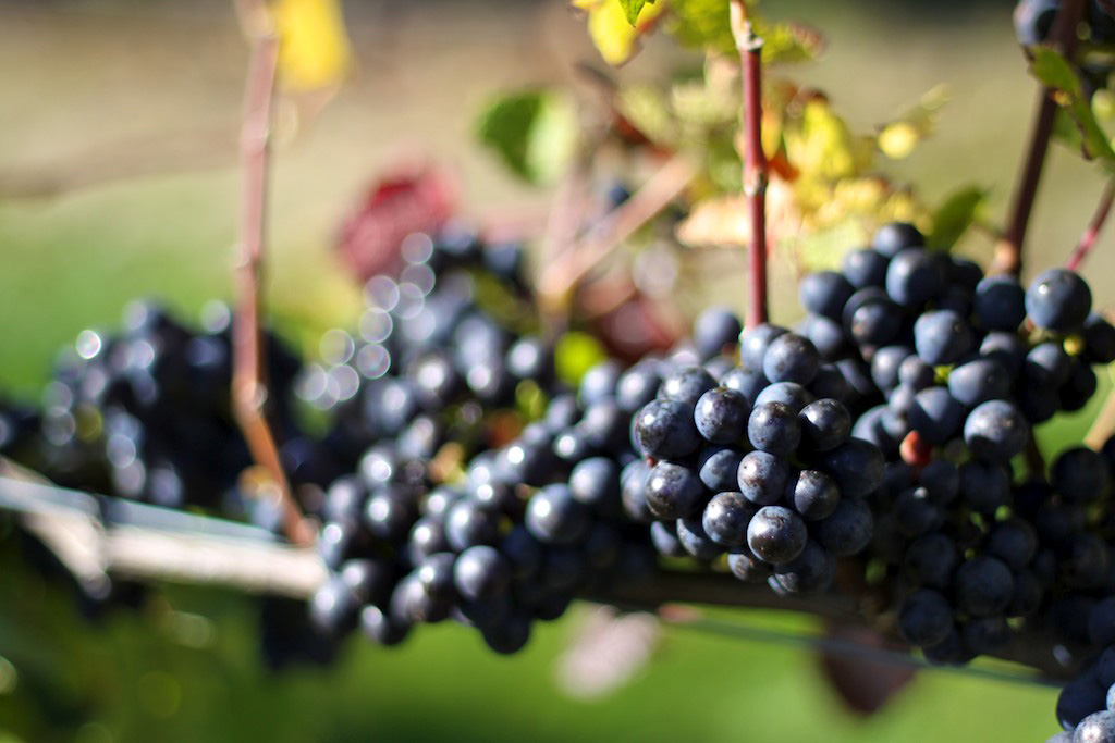 Burgundy,with or without stems