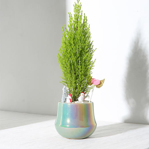 溢彩圣诞(香松)圣诞树造型炫彩小圆盆室内小盆栽净化空气杀菌好闻