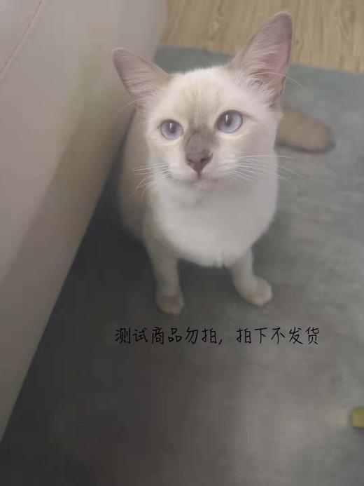 女巫蛋糕烘焙 商品图0