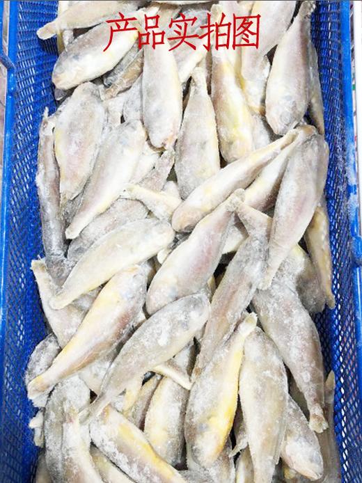 小黄花鱼    批 商品图2