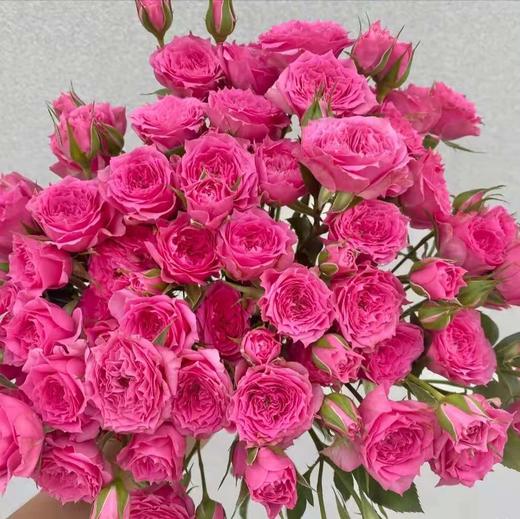 多头玫瑰 苏菲宝贝