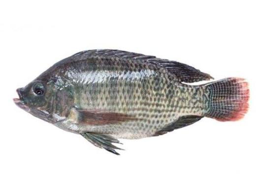 罗非鱼（1条） 商品图0