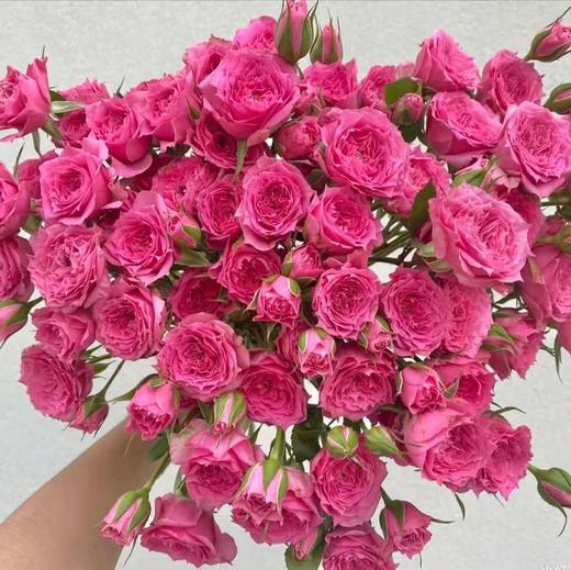 多头玫瑰 苏菲宝贝