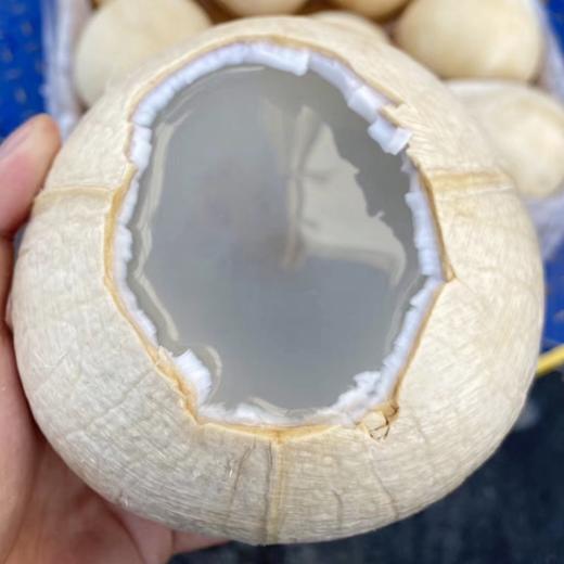 泰国椰皇 商品图3
