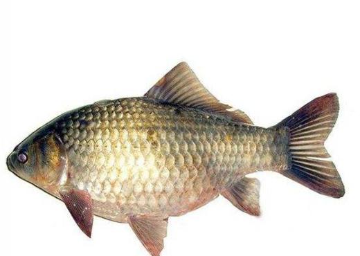 鲫鱼（3条） 商品图0