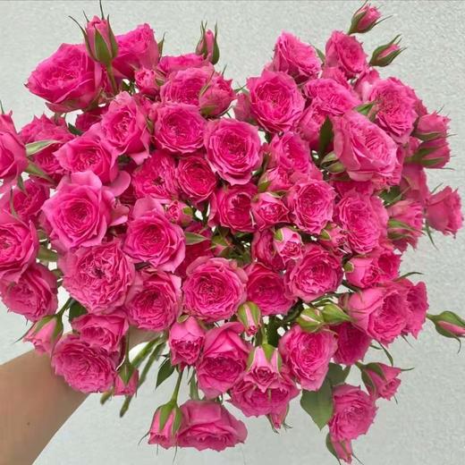 多头玫瑰 苏菲宝贝