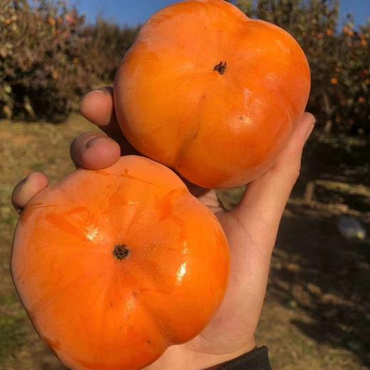 双十一特价：云南脆柿秒杀 商品图4