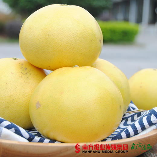 【全国包邮】珑璃珍珠柚——爆汁葡萄柚 （72小时内发货） 商品图2