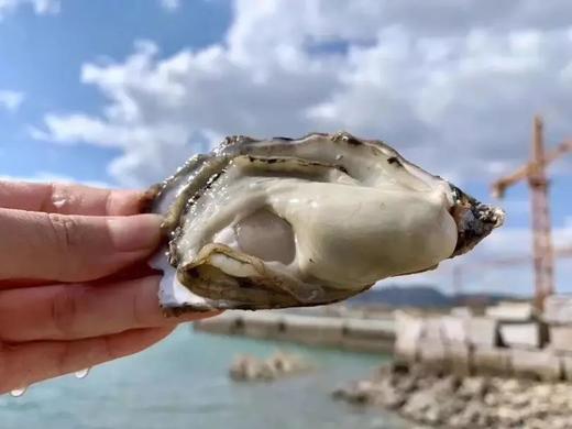 新鲜生蚝乳山生蚝牡蛎新鲜捕捞5斤10斤鲜活海鲜水产海蛎子贝壳牡蛎带