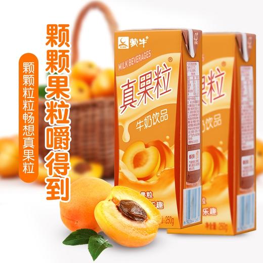 6折清仓/原价42！蒙牛 真果粒 牛奶饮品 黄桃 250g*12礼盒装 2021年2月11日前饮用 商品图1