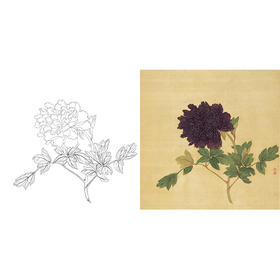 清 蒋廷锡 牡丹谱工笔花鸟白描底稿-斗方小品册页JT10