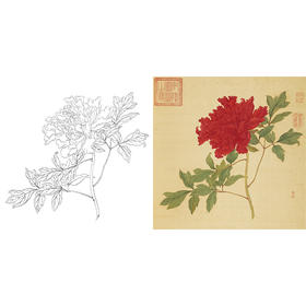 清 蒋廷锡 牡丹谱工笔花鸟白描底稿-斗方小品册页 JT06