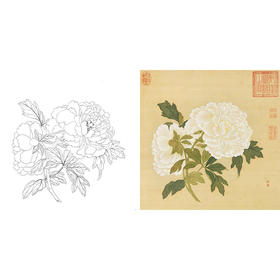 清 蒋廷锡 牡丹谱工笔花鸟白描底稿-斗方小品册页 JT01