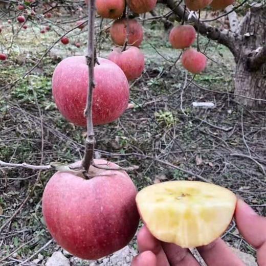 阿克苏冰糖心 商品图3