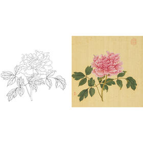 清 蒋廷锡 牡丹谱工笔花鸟白描底稿-斗方小品册页 JT08
