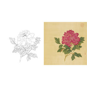 清 蒋廷锡 牡丹谱工笔花鸟白描底稿-斗方小品册页 JT09