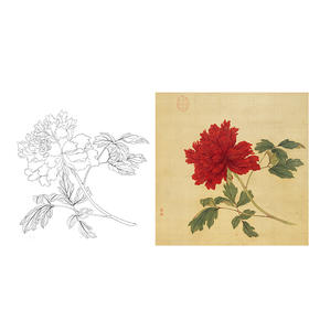 清 蒋廷锡 牡丹谱工笔花鸟白描底稿-斗方小品册页 JT02