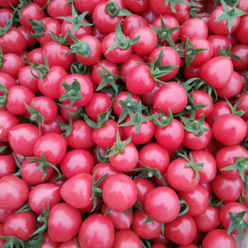 【7.9元2斤】贝贝柿子（1500311）