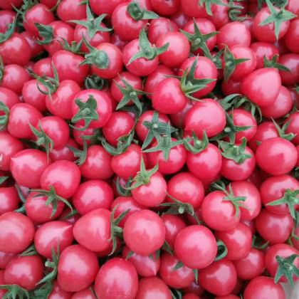 【7.9元2斤】贝贝柿子（1500311） 商品图0