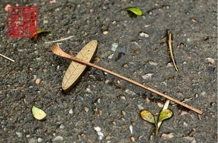 铜叶两件套 商品图0