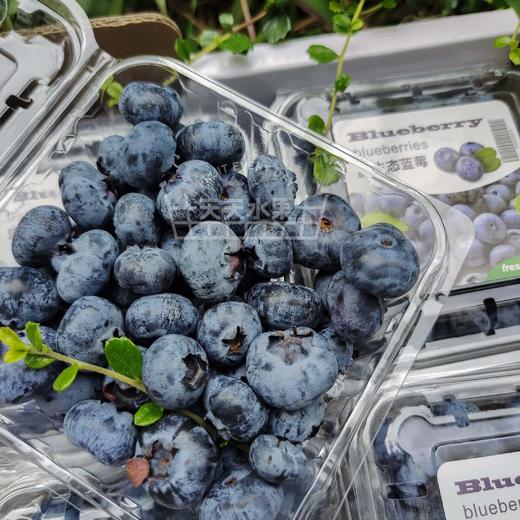 原生态蓝莓 营养小巨人 神奇能量之果