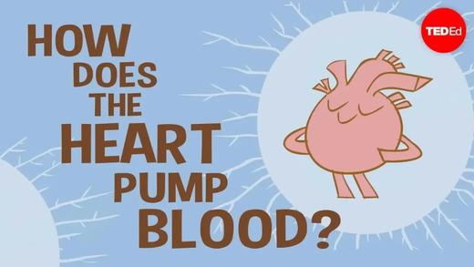 Human sperm vs. the sperm whale - Aatish Bhatia 商品图0