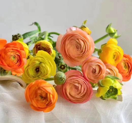 yp-洋牡丹/花毛茛 配色