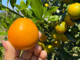 融安脆蜜金柑 三斤礼盒装