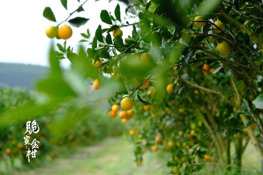 融安脆蜜金柑 三斤礼盒装 商品图3