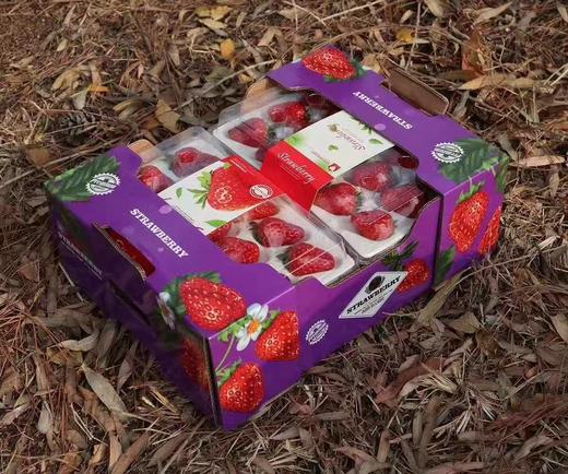 四川沙地红颜草莓400克 商品图5