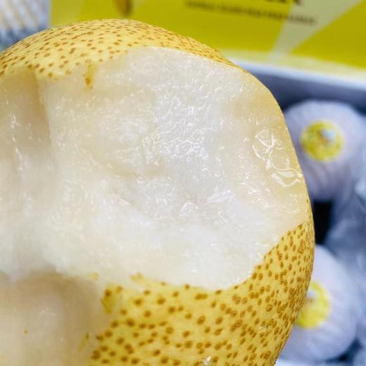 山西蜂蜜脆梨1012颗装净重485斤