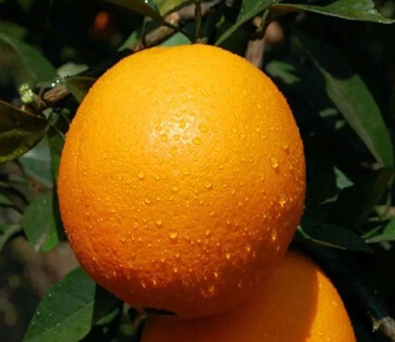 橙子界的贵族赣南脐橙开采啦个大饱满皮薄肉厚肉质脆嫩口口爆汁吃一口