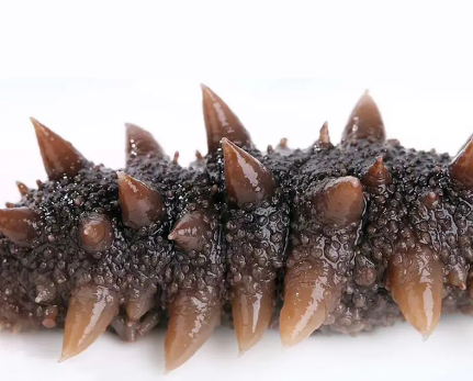 御歆坊即食辽宁海参（20头,毛重1斤）